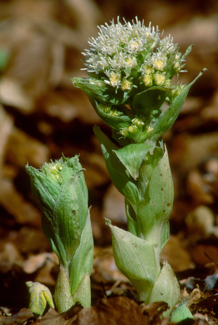Fehér acsalapu_UL.jpg